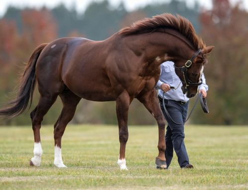 ENTHAAR’S SUCCESS HIGHLIGHTS WRITTEN TYCOON’S 2021 YEARLING CROP