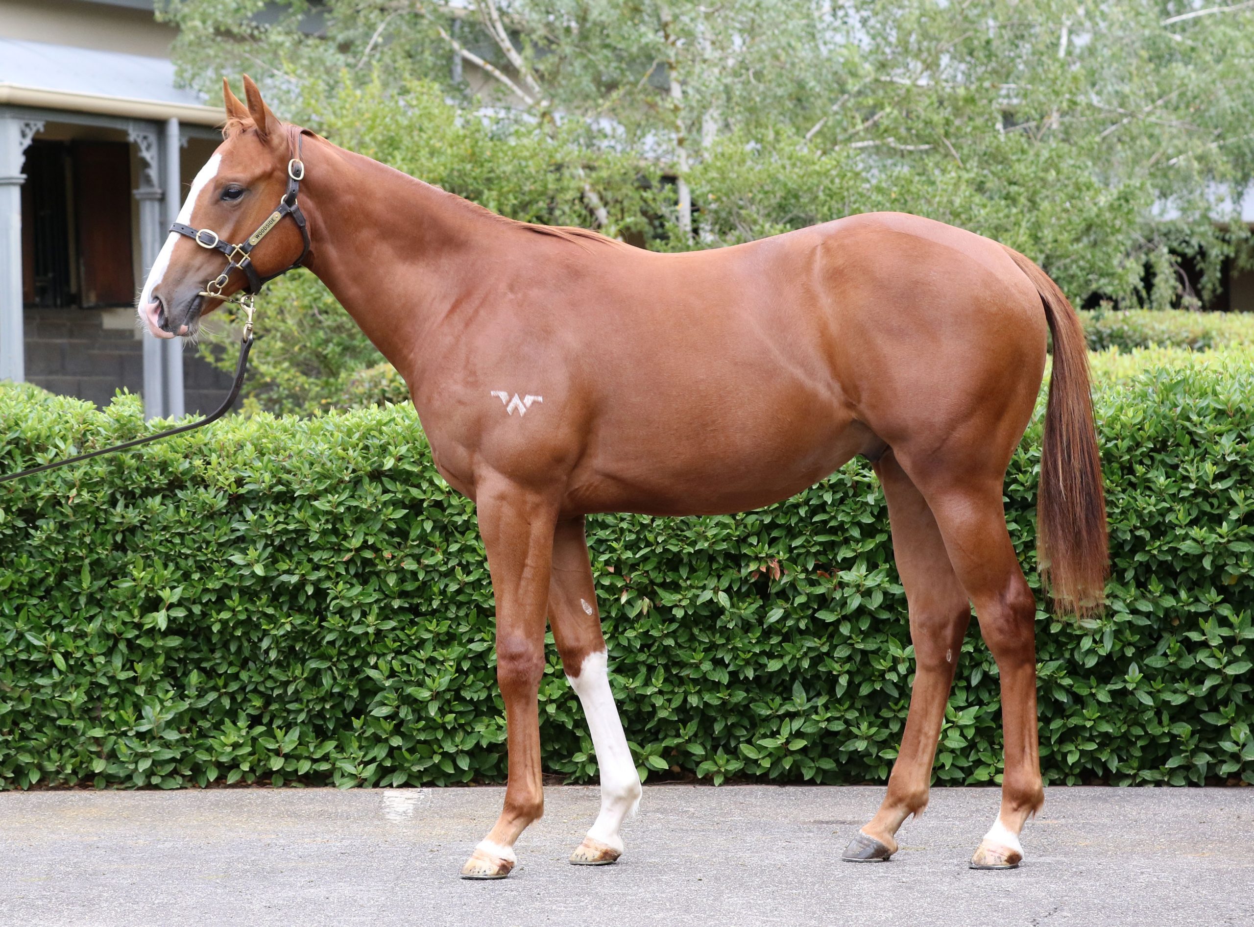 Lot 138,Written Tycoon x Dutch Romance_20-02-2020_GEN_Woodside Park Stud__1036