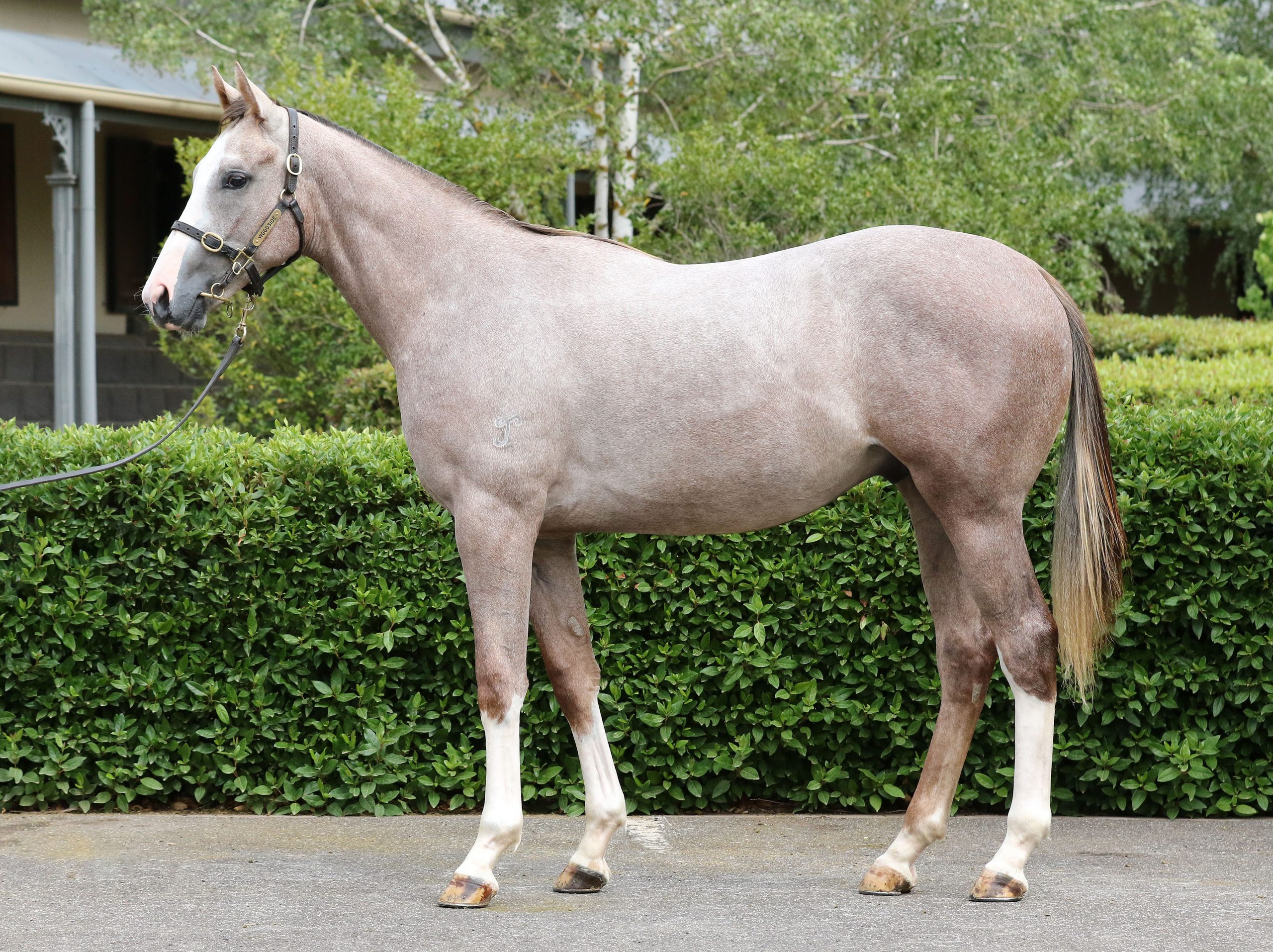 Lot 250,Written Tyccon x Kutina_20-02-2020_GEN_Woodside Park Stud__1125