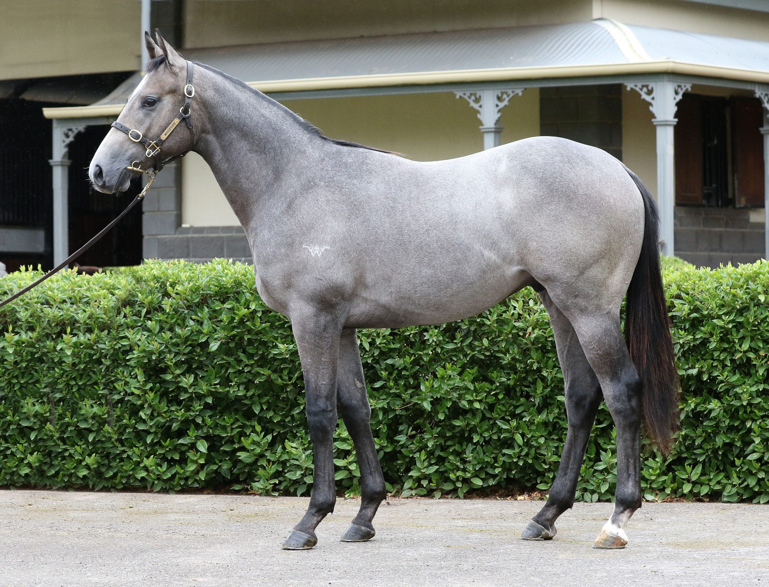 Lot 33,Manhattan Rain x Ariaz_20-02-2020_GEN_Woodside Park Stud__1905