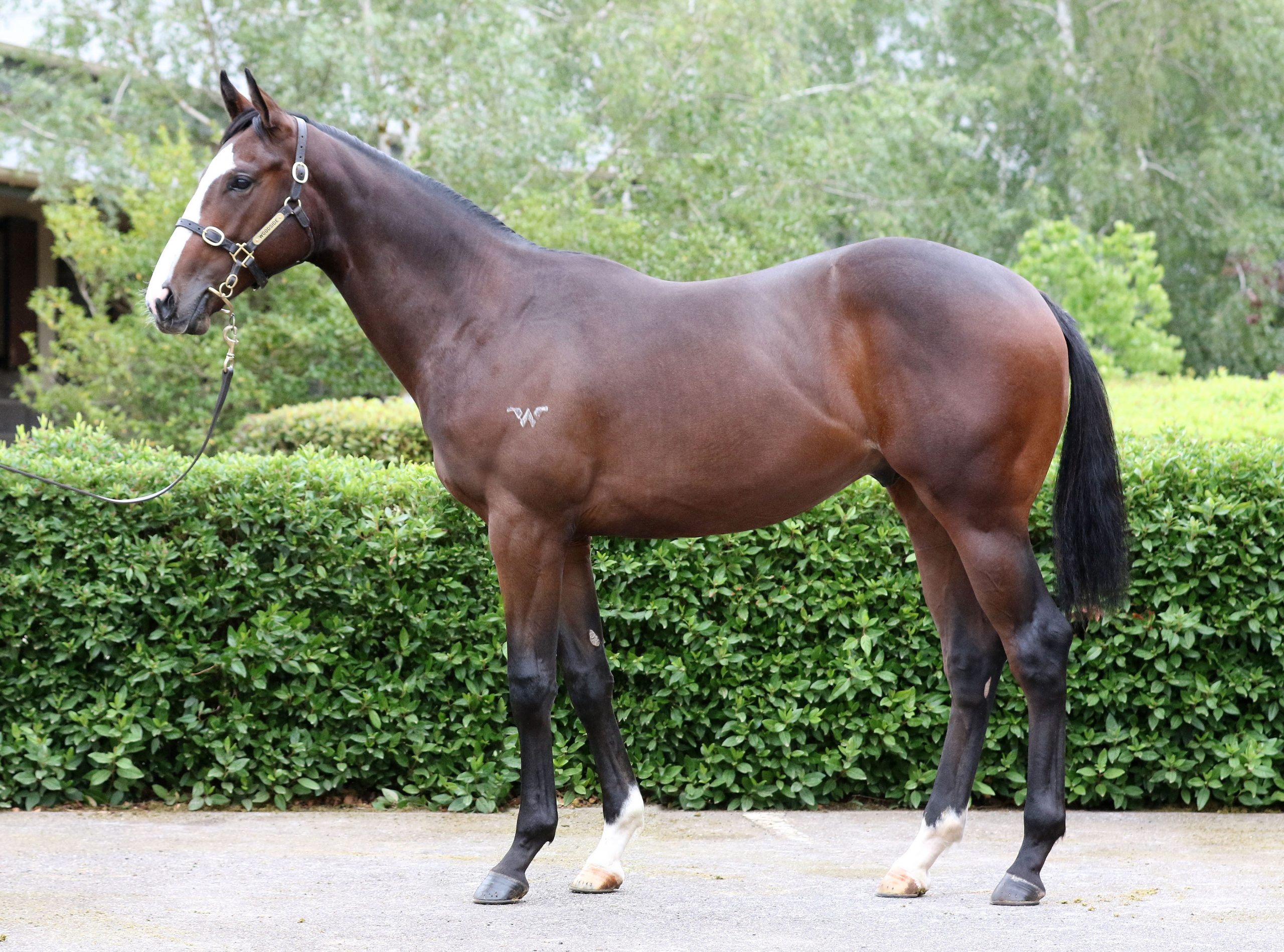 Lot 342,Written Tycoon x Palomita_20-02-2020_GEN_Woodside Park Stud__2138