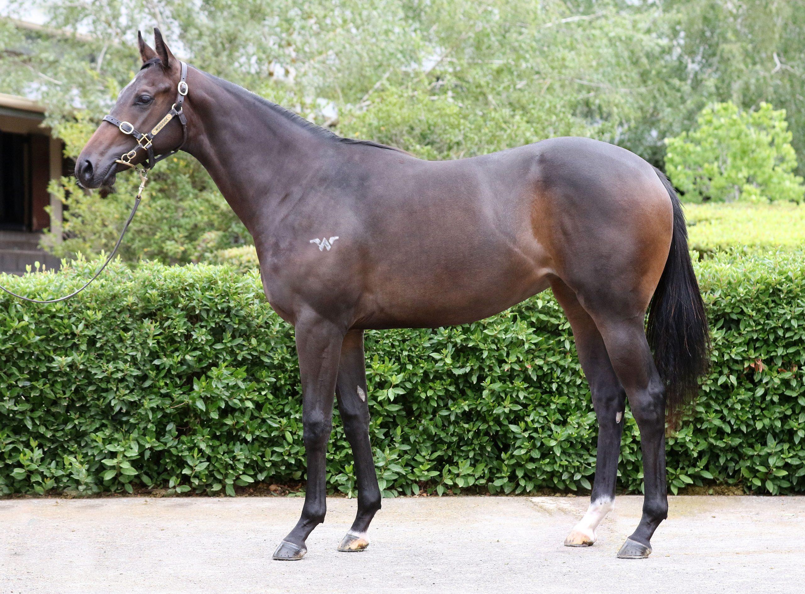 Lot 384,Written Tycoon x Rate The Choice_20-02-2020_GEN_Woodside Park Stud__3201