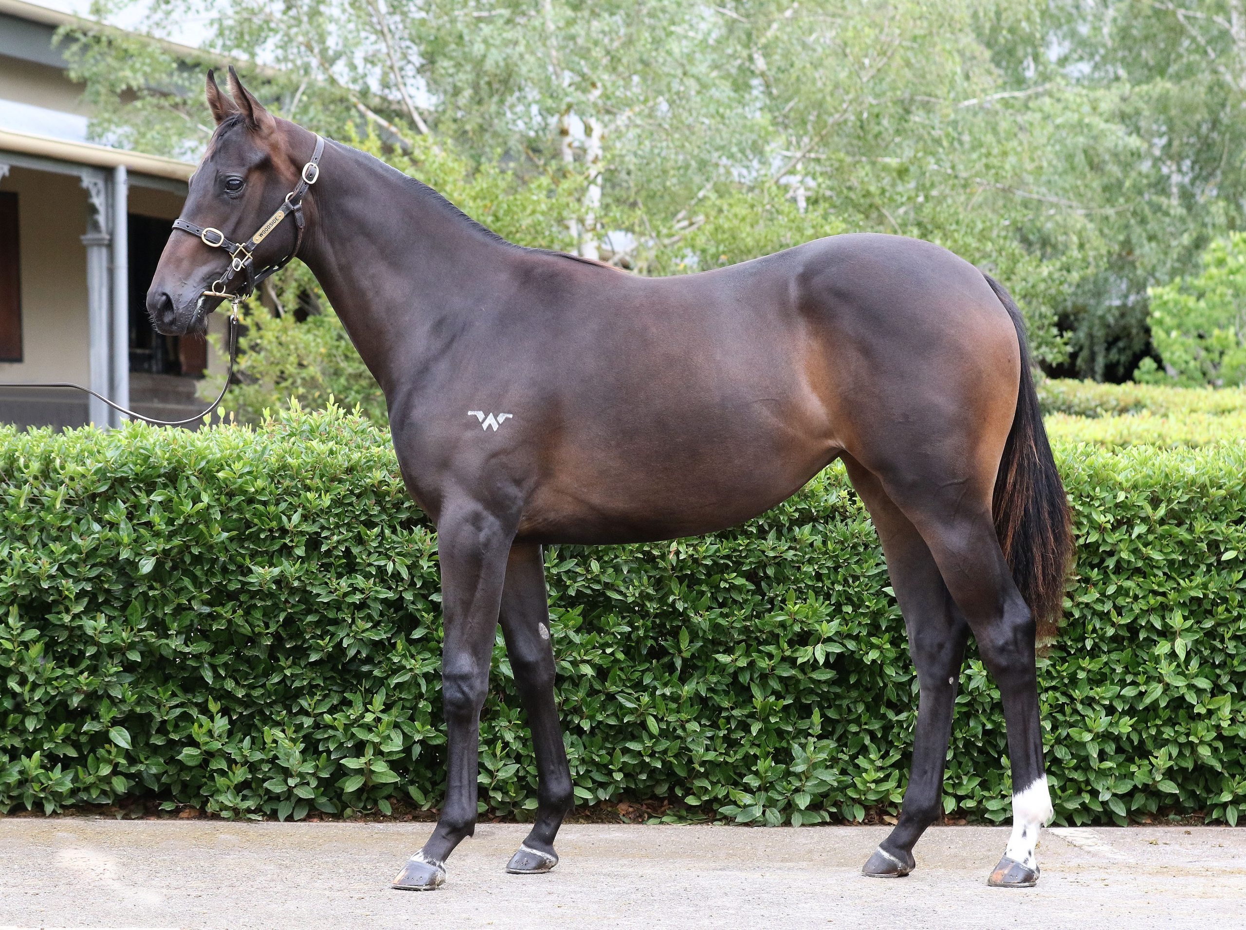 Lot 430,Zoustar x Simply The Best_20-02-2020_GEN_Woodside Park Stud__2900