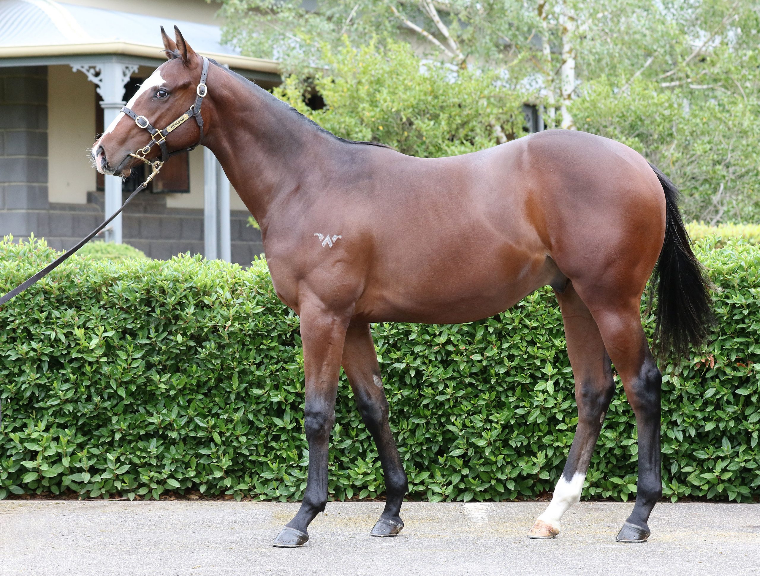 Lot 433,Written Tycoon x Sitkamose_20-02-2020_GEN_Woodside Park Stud__569