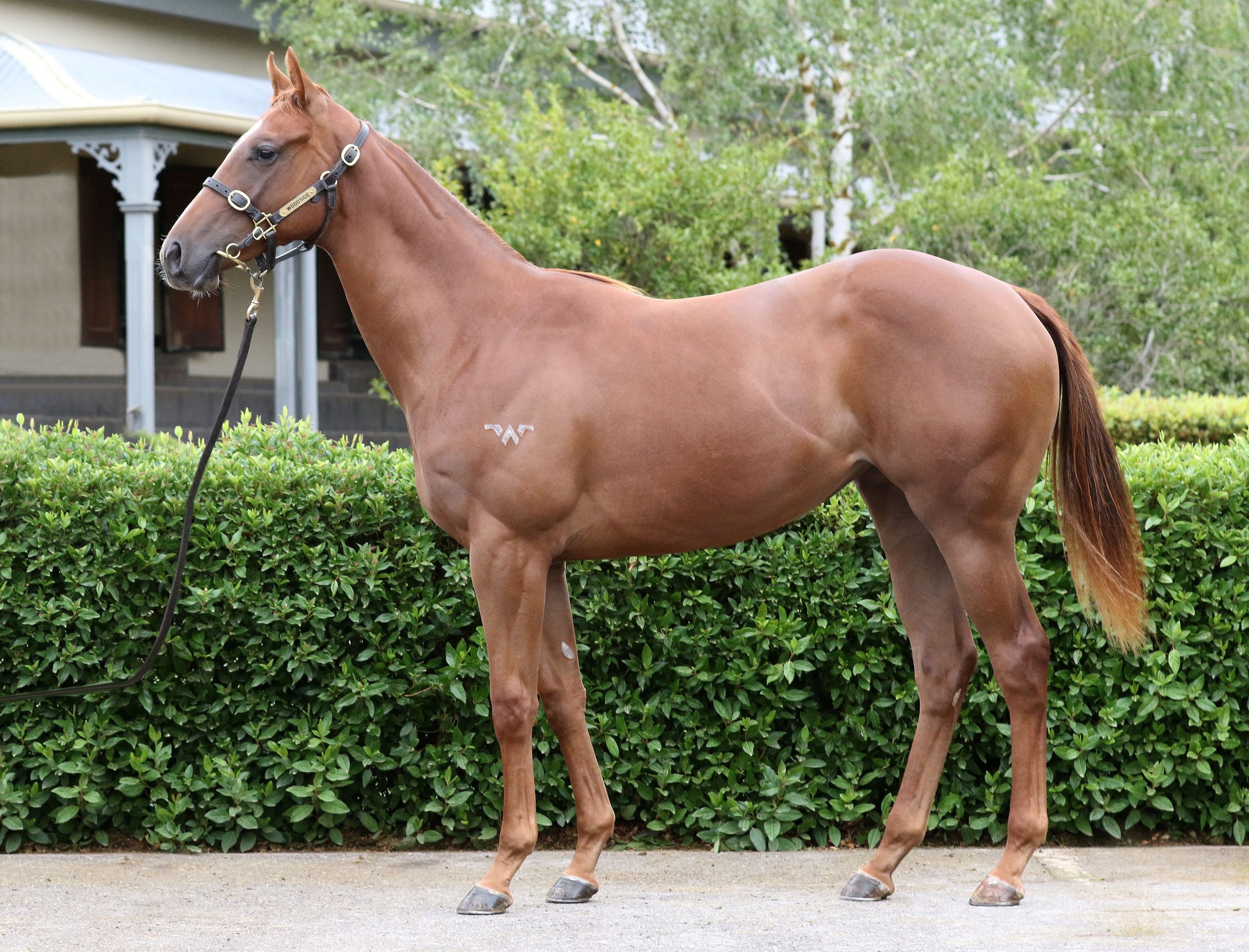 Lot 439,Written Tycoon x Snow Bell_20-02-2020_GEN_Woodside Park Stud__3471