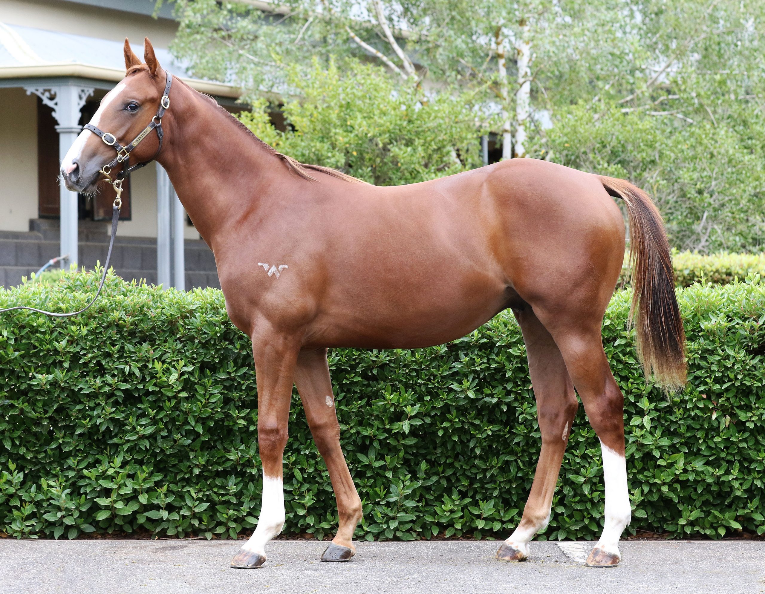 Lot 44,Written Tycoon x Baroness Gabriella_20-02-2020_GEN_Woodside Park Stud__527