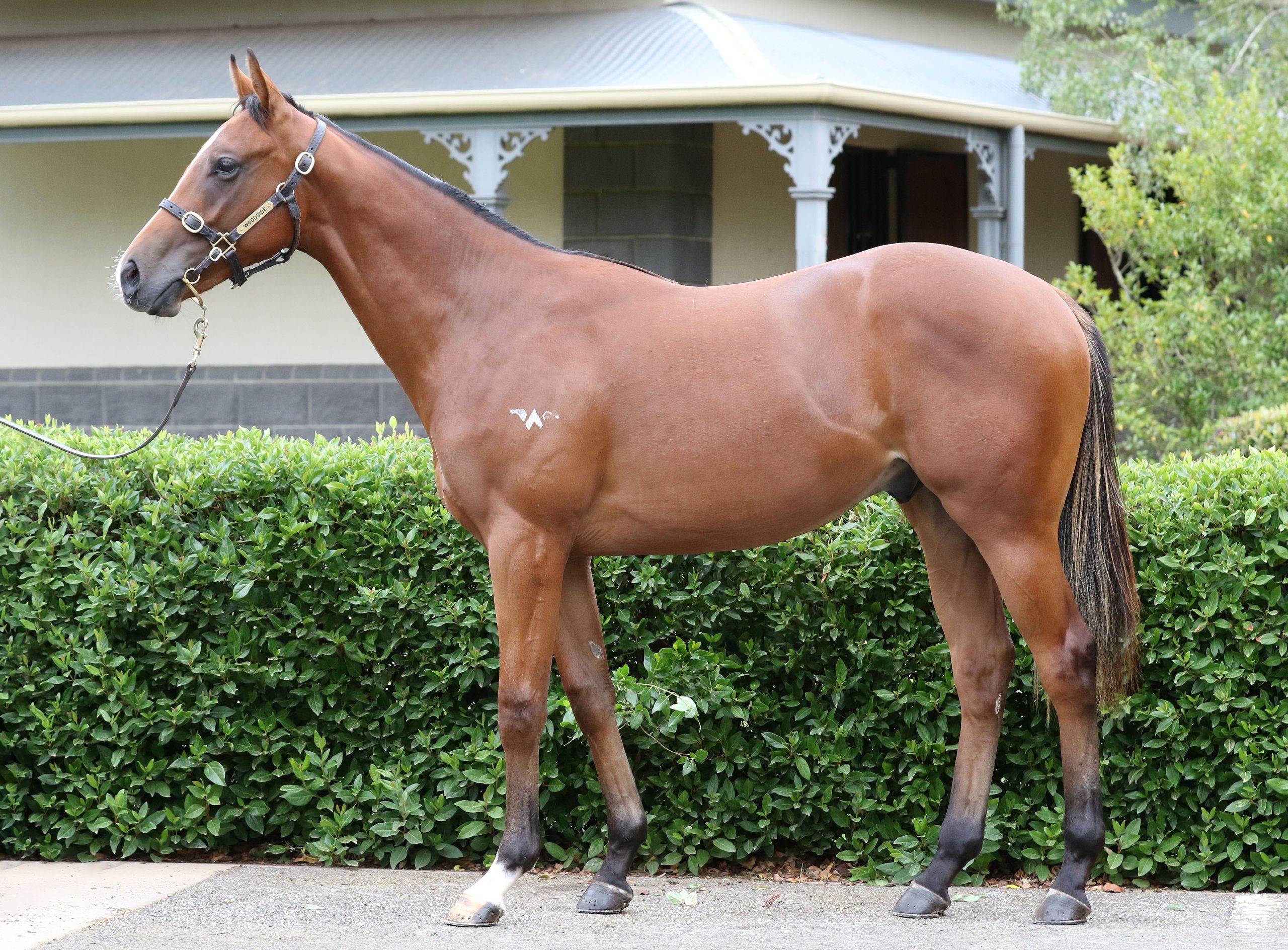 Lot 527,Cable Bay x Zolletta_20-02-2020_GEN_Woodside Park Stud__1744