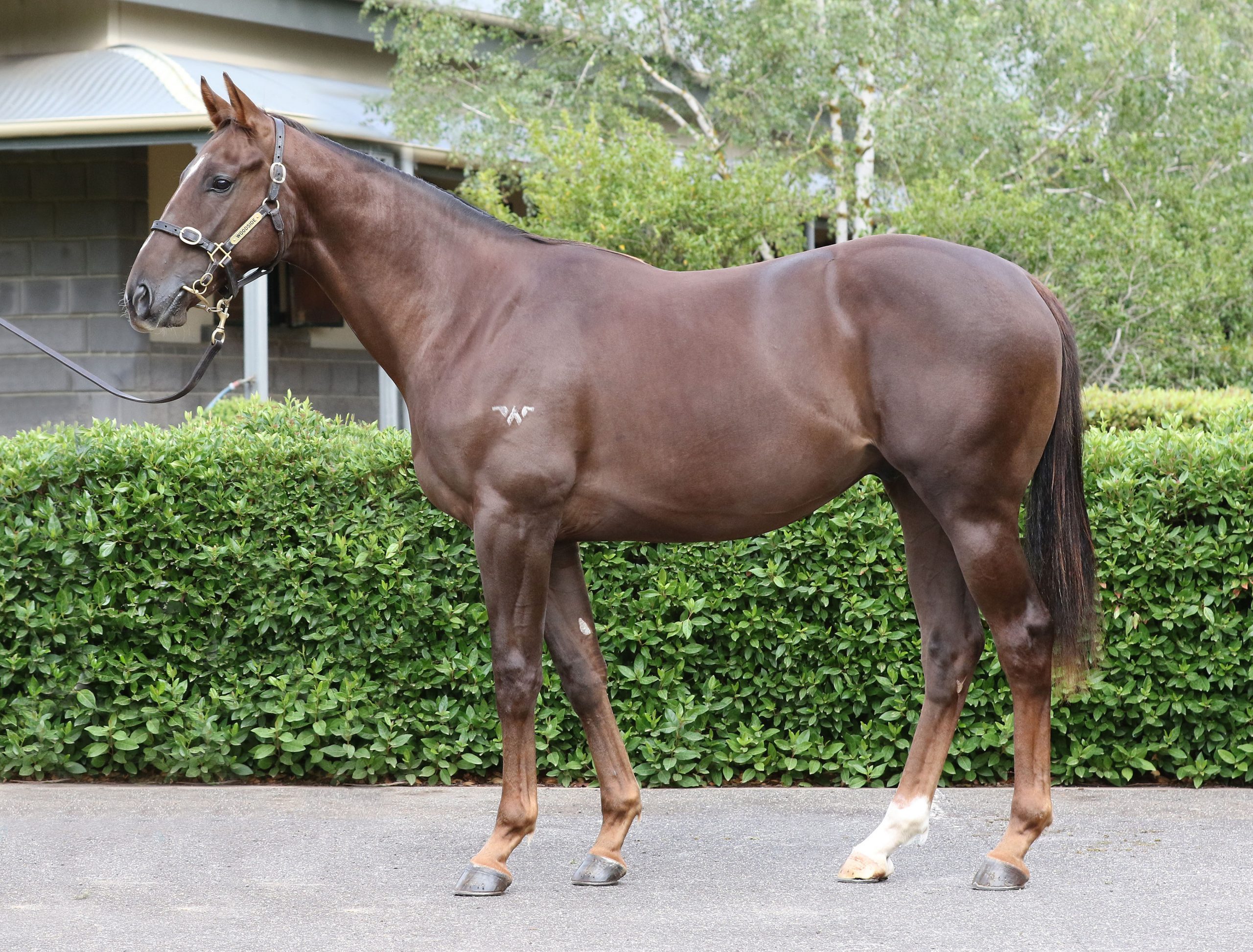 Lot 554,Winning Rupert x Call Me Sachi_20-02-2020_GEN_Woodside Park Stud__173