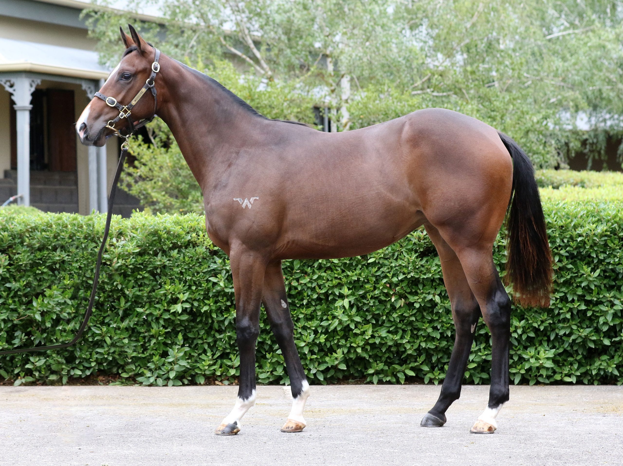 Lot 637,Rich Enuff x La Paris_20-02-2020_GEN_Woodside Park Stud__2428