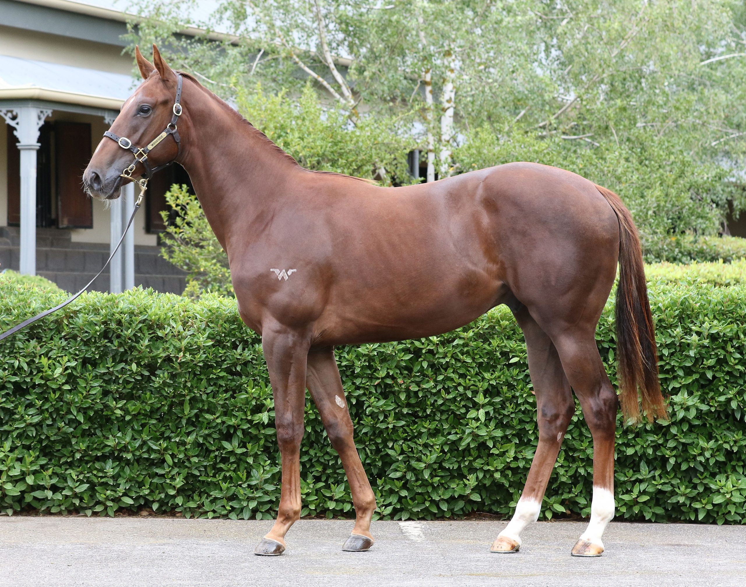 Lot 671,Rich Enuff x Munchie_20-02-2020_GEN_Woodside Park Stud__1291