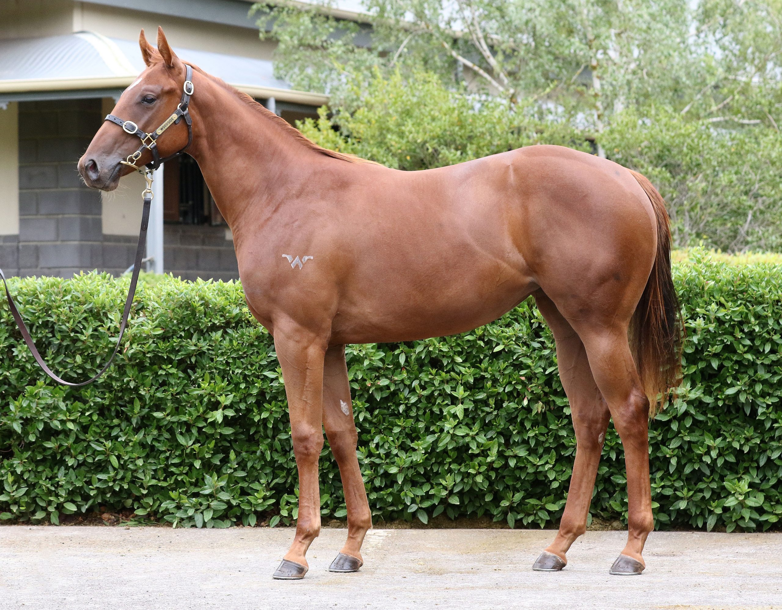 Lot 673,Capitalist x Name Of The Rose_20-02-2020_GEN_Woodside Park Stud__3609