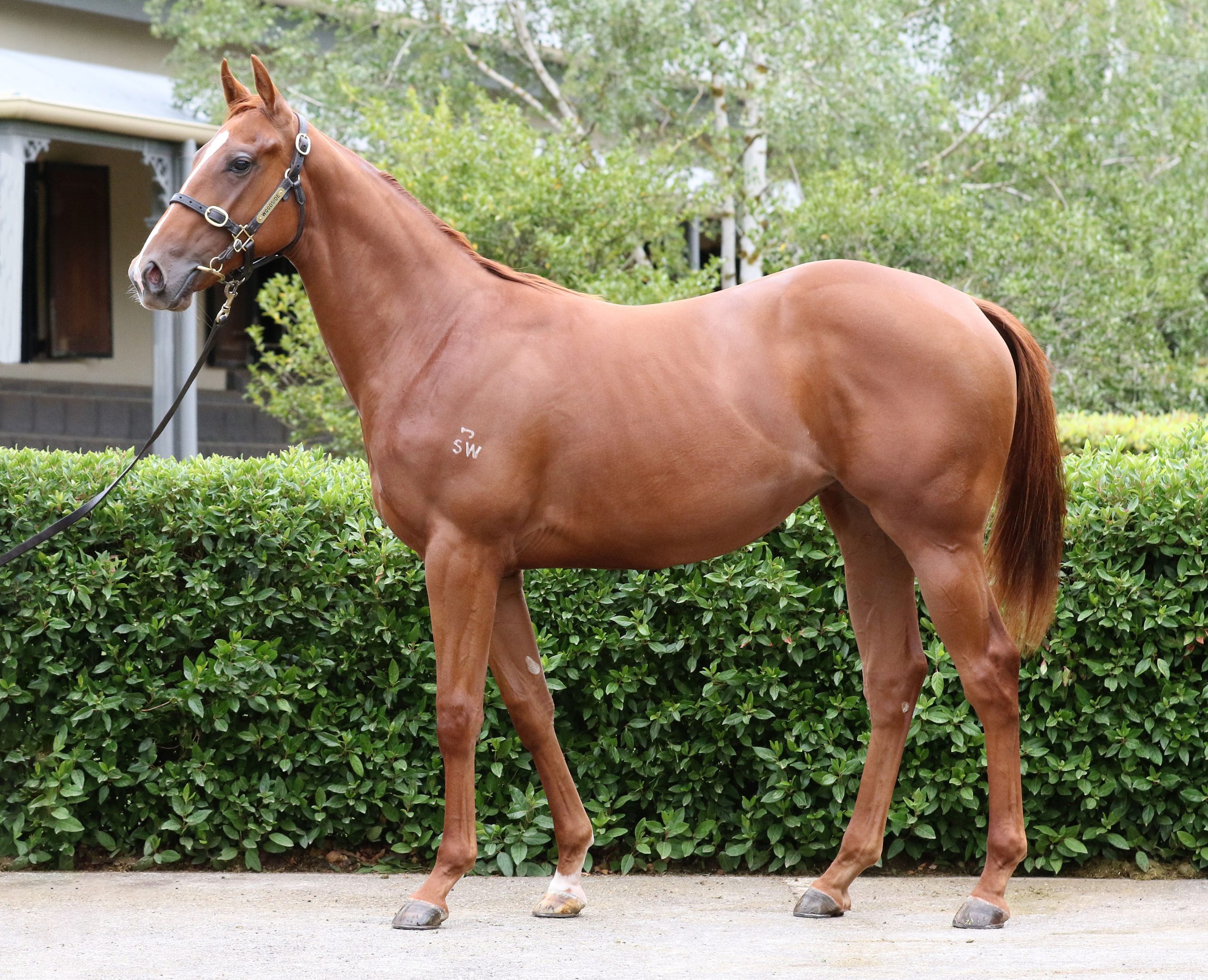 Lot 697,Rich Enuff x Piece Of Class_20-02-2020_GEN_Woodside Park Stud__3562