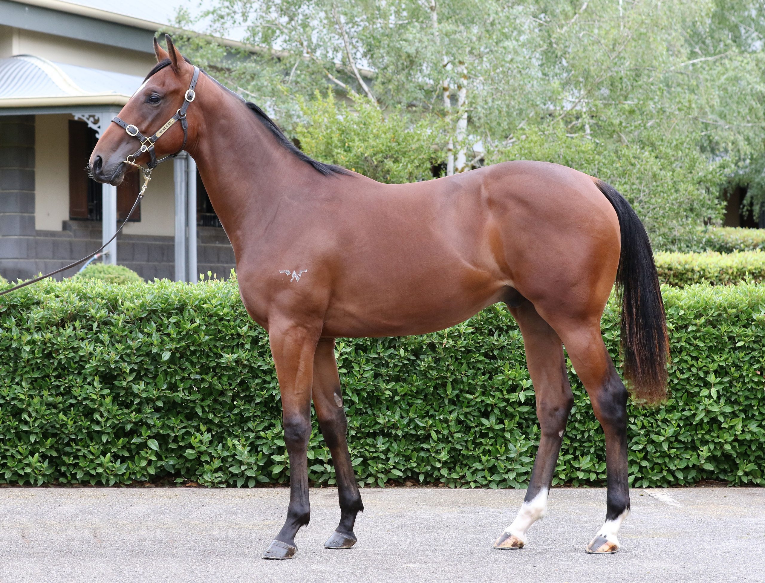 Lot 724,Rich Enuff x She’s Curvacious_20-02-2020_GEN_Woodside Park Stud__1175