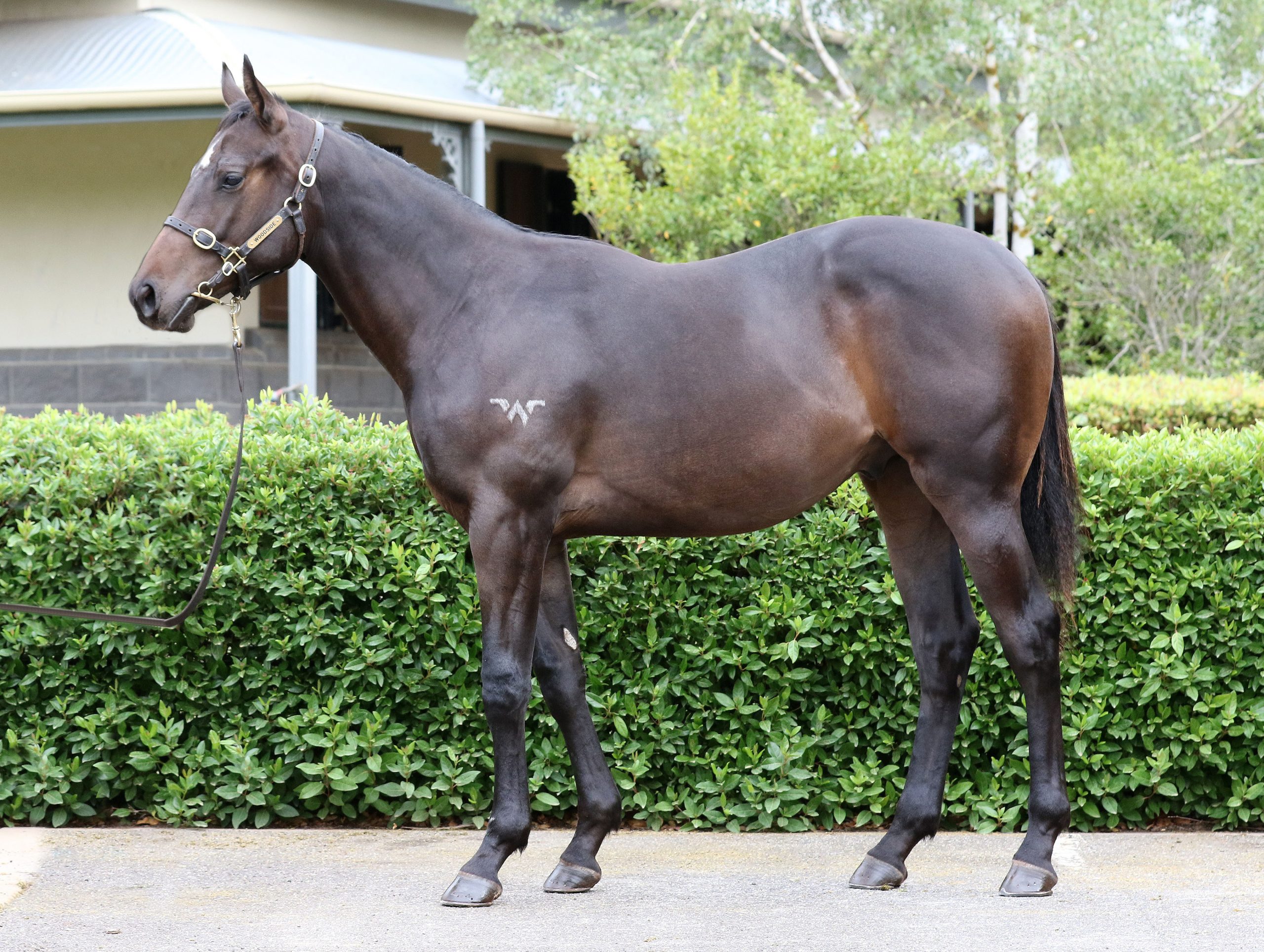Lot 762,Zoustar x Tranquil Harmony_20-02-2020_GEN_Woodside Park Stud__760