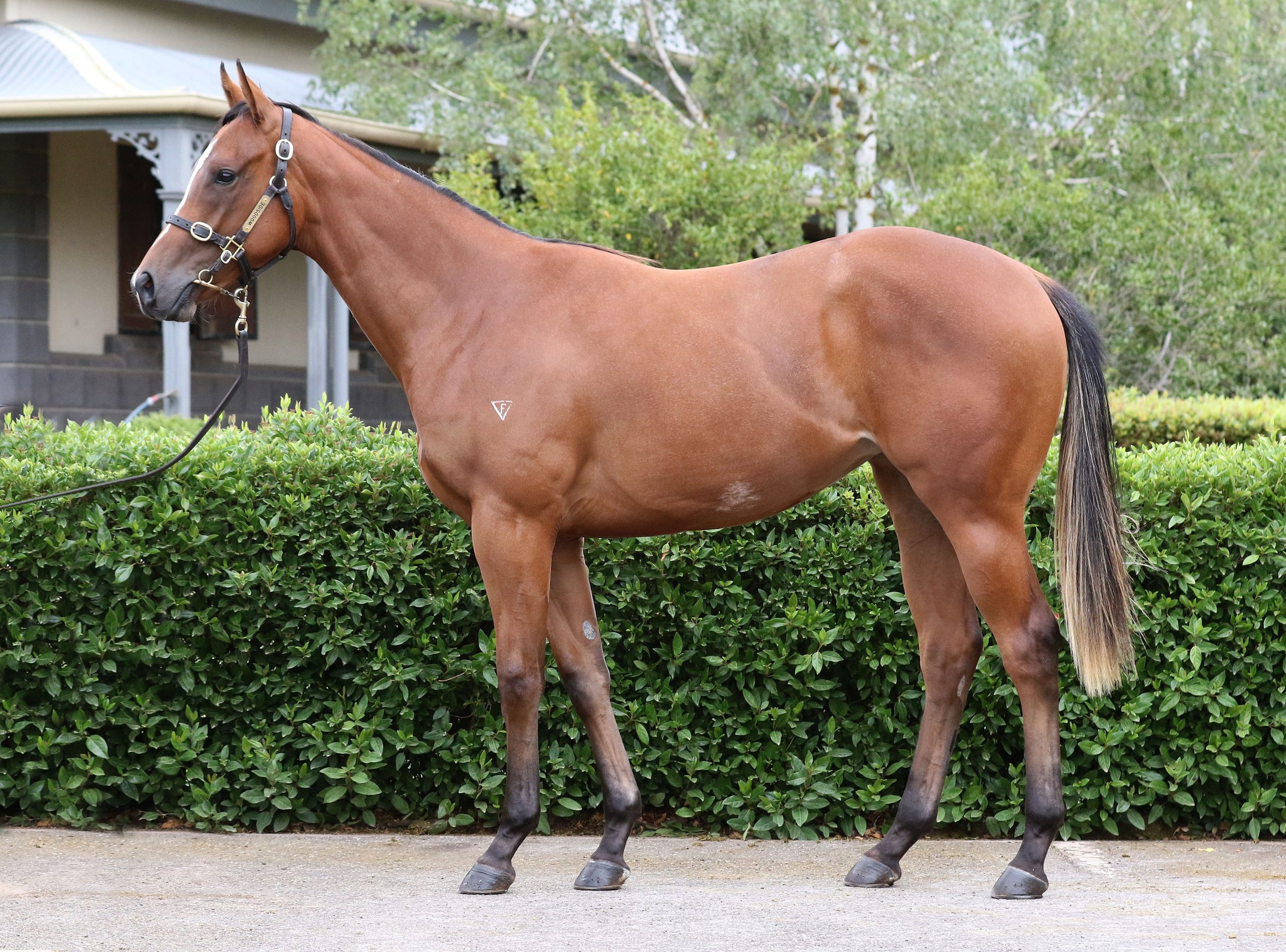Lot 87,Cable Bay x Chalk Ridge_20-02-2020_GEN_Woodside Park Stud__3097